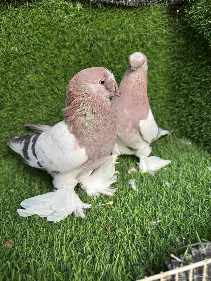 زوج تركي وردي 4