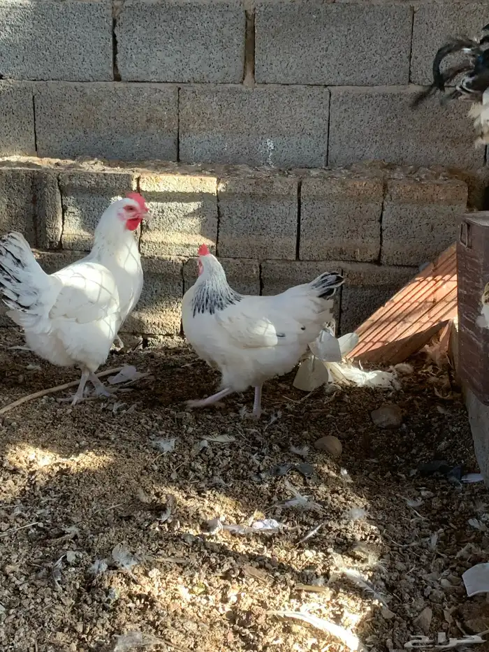 دجاج فرنسي كولمبي 7