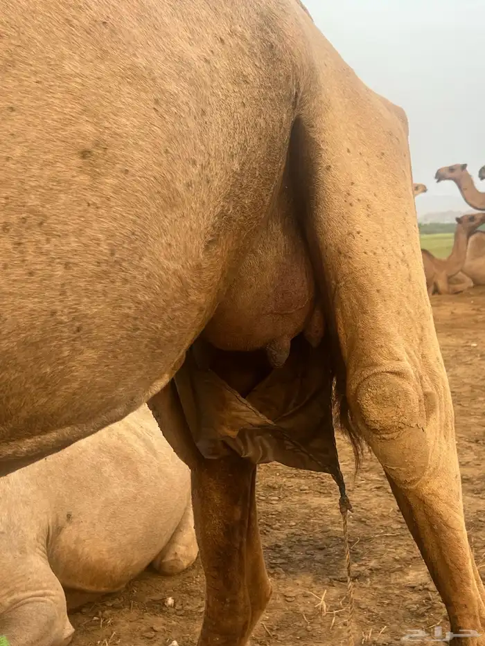 خلفة تحتها قعود 3