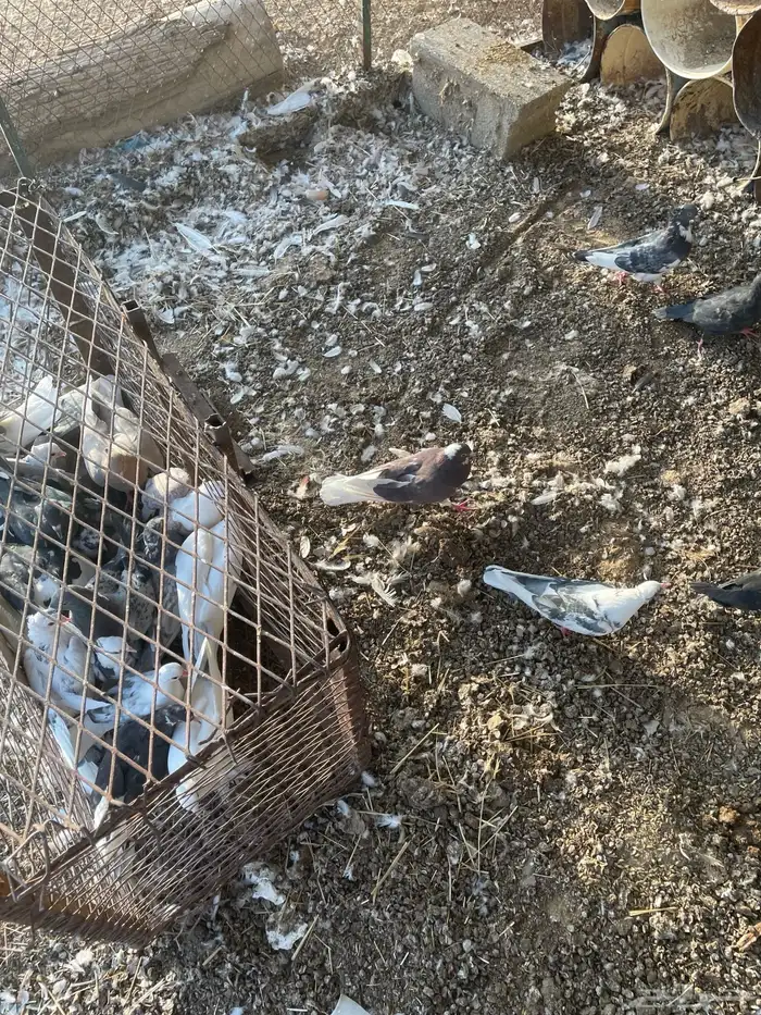 حمام مشكل 1