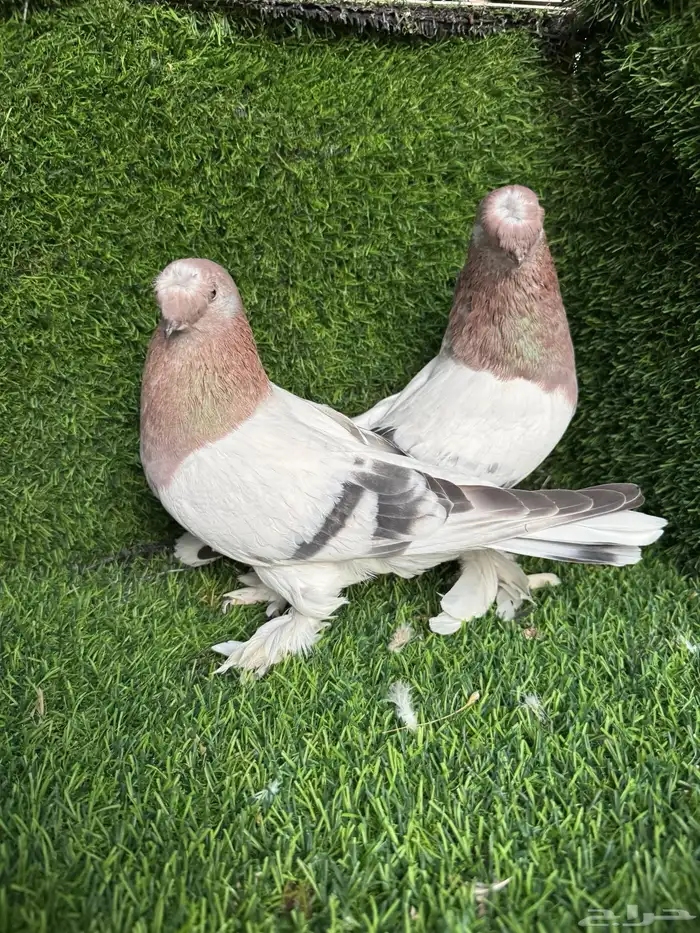 زوج تركي وردي 1