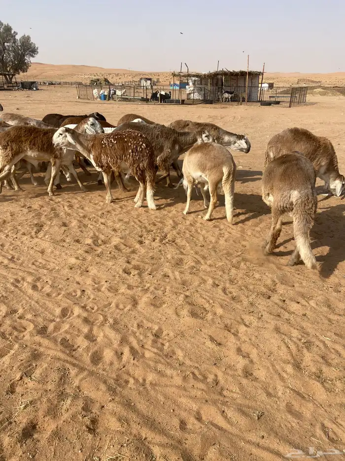 سواكن جذعان طيبه 2