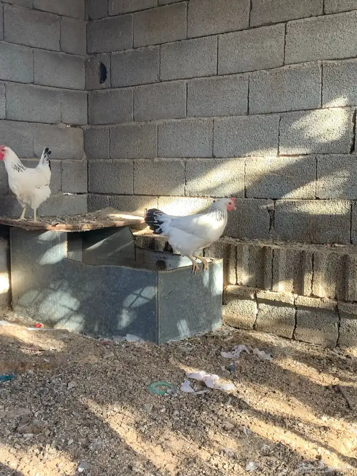 دجاج فرنسي كولمبي 8