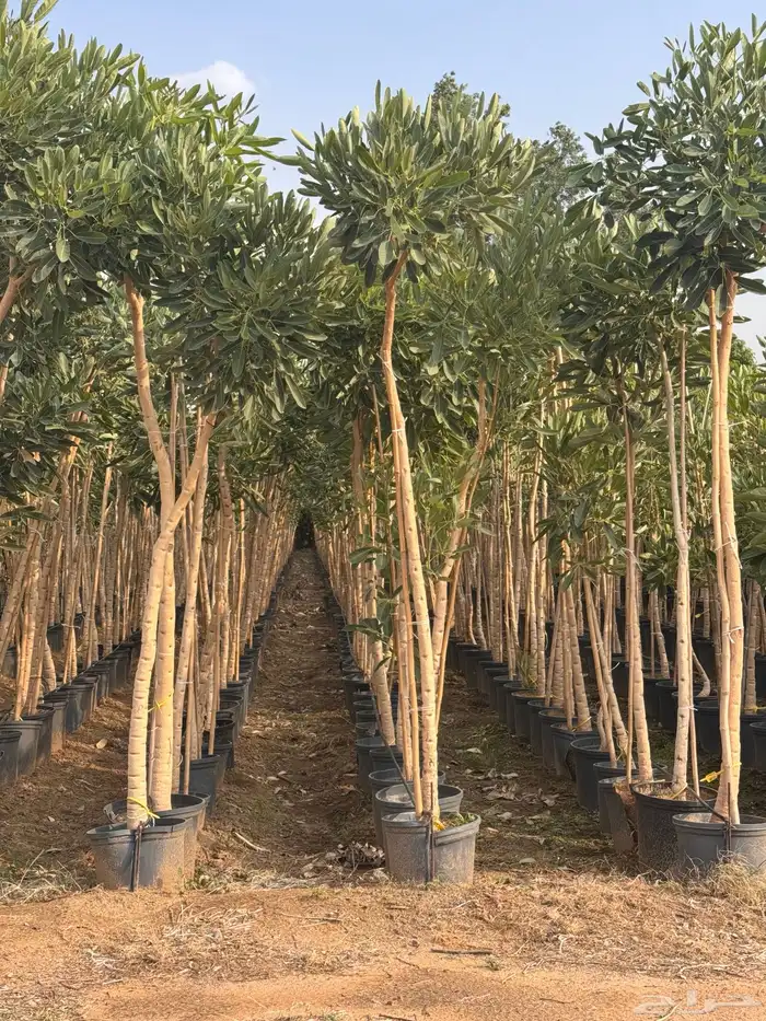 ترمناليا نيم لبخ بونسيانا استركوليا دومبيا حمضيات عطريات 16