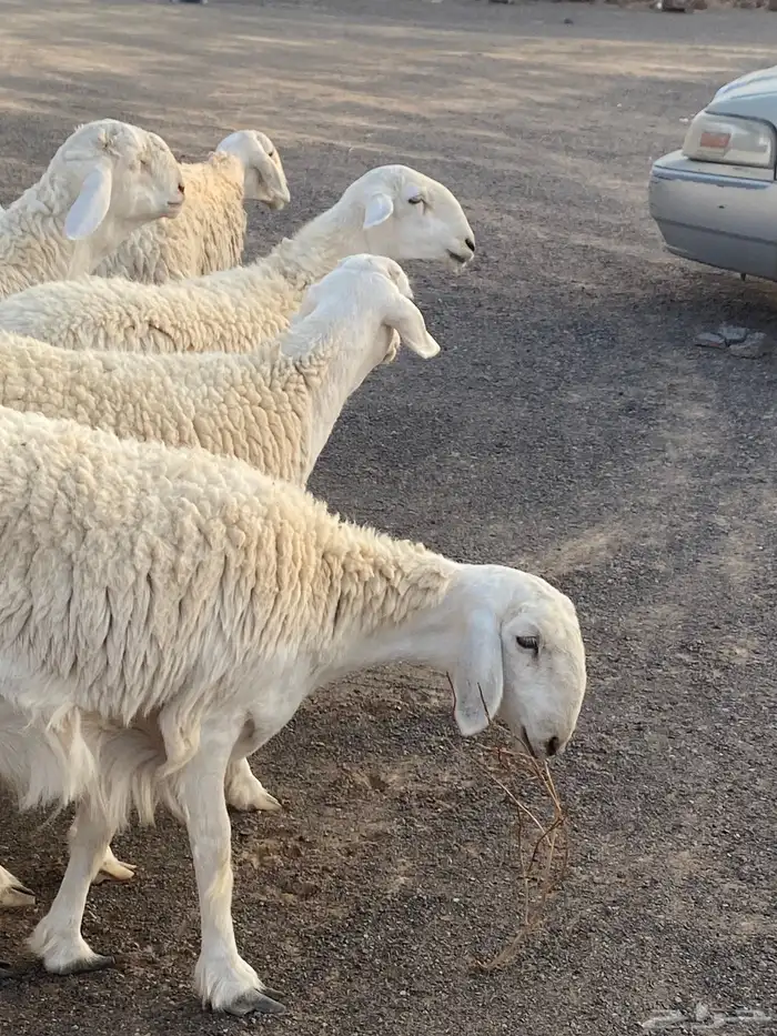 عرض مراح الغاليات 1