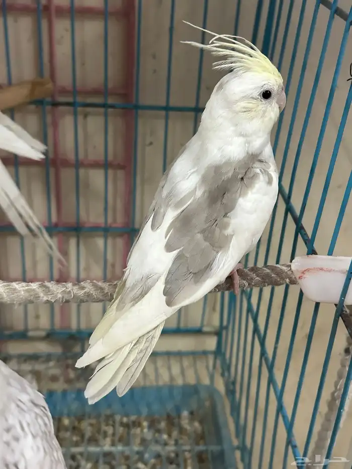 ذكور كروان هافي بايد كريمي فيس 3