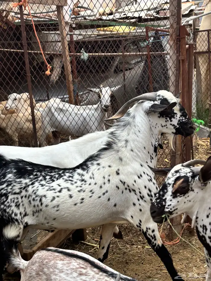 فحل بيشي ( بيش) 6