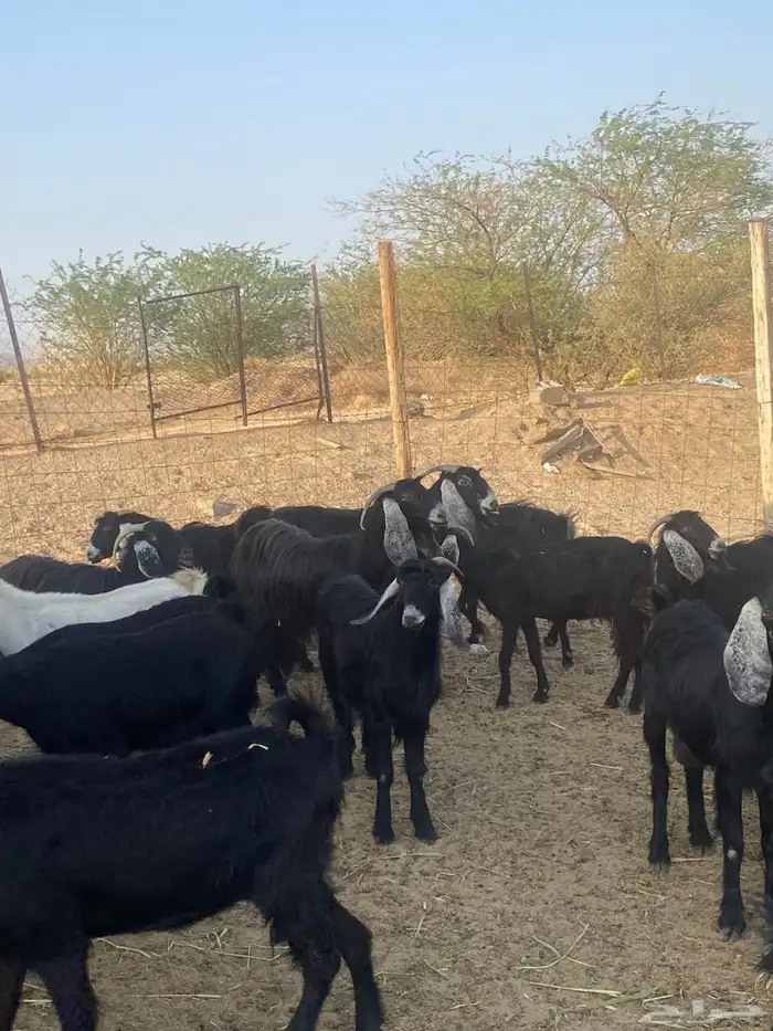 معزا عوارض دفيع تم البيع 14