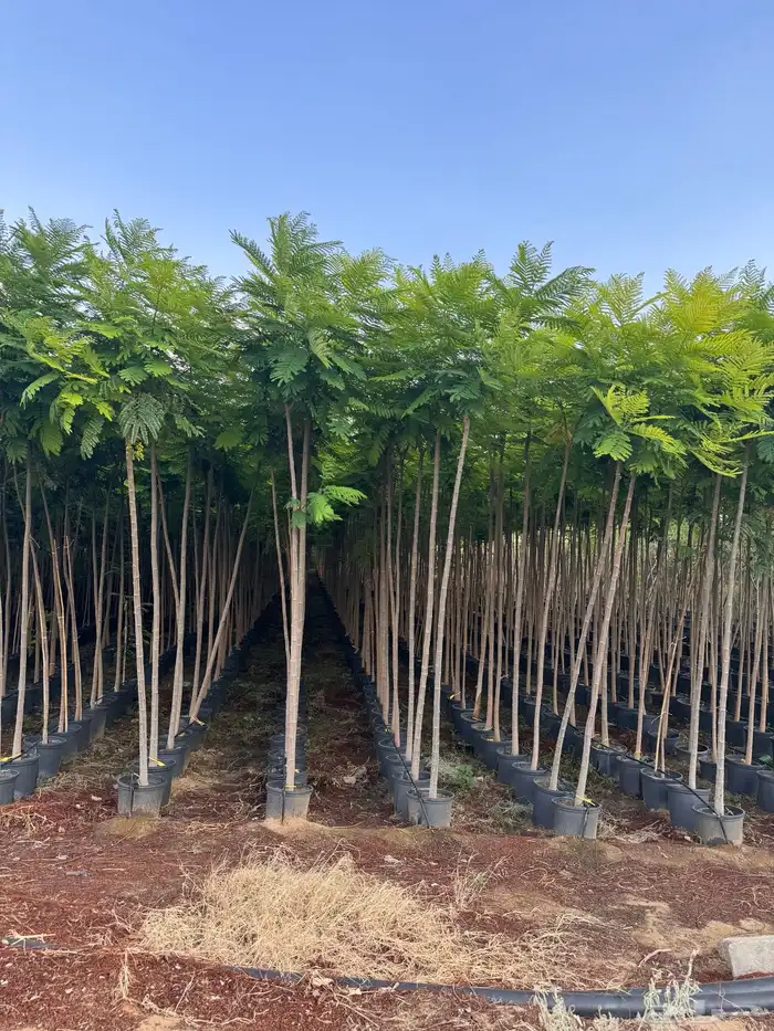 ترمناليا نيم لبخ بونسيانا استركوليا دومبيا حمضيات عطريات 5