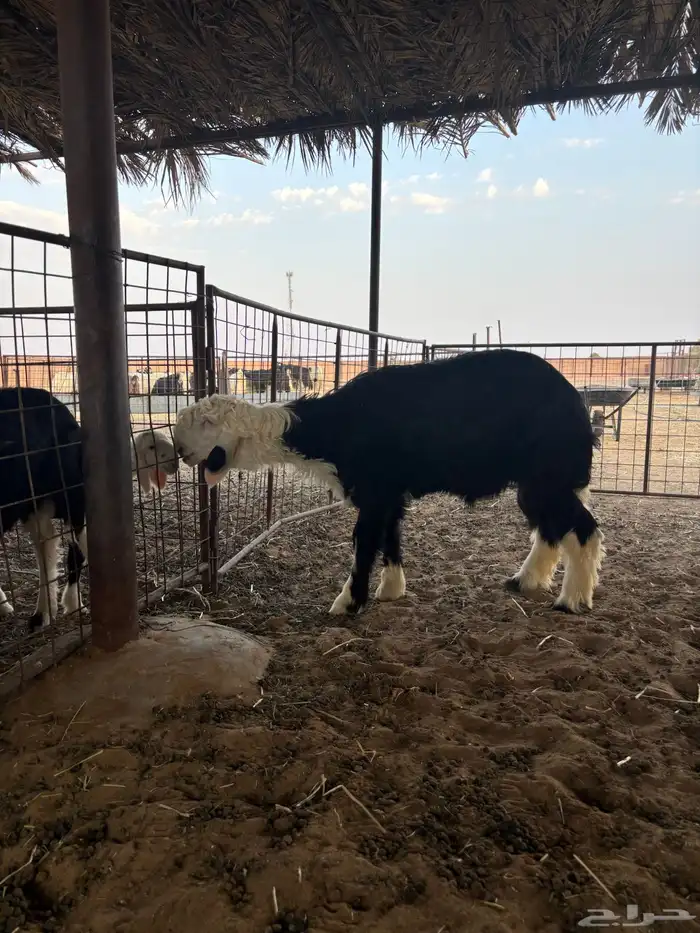 طلي نجدي كفو ومستقبل فحل ناادر 4