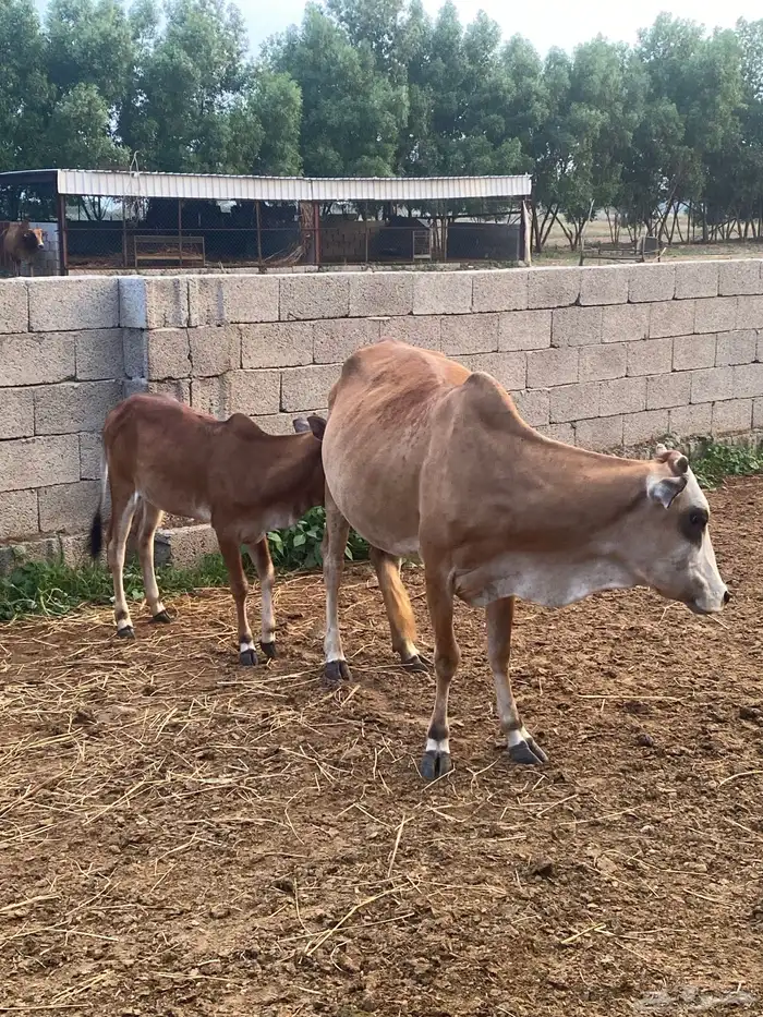 خمس بقر مع اولدها شي بياض وجه 12