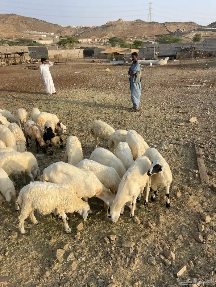 طليان ورخال حرية 1