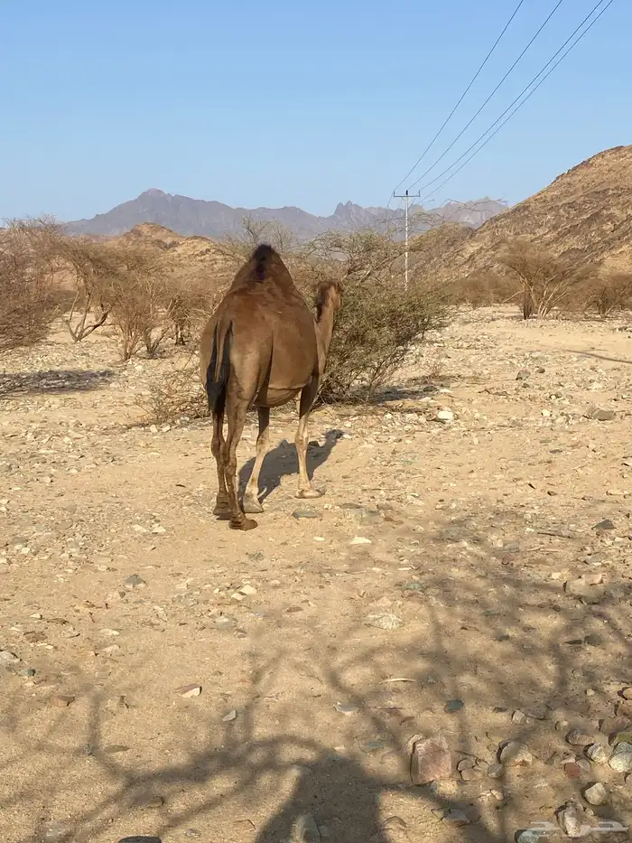 ناقه البيع 0