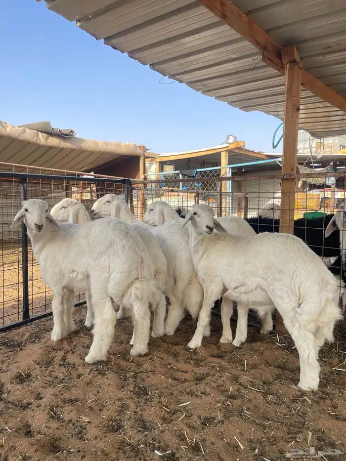 ذبايح للبيع 2