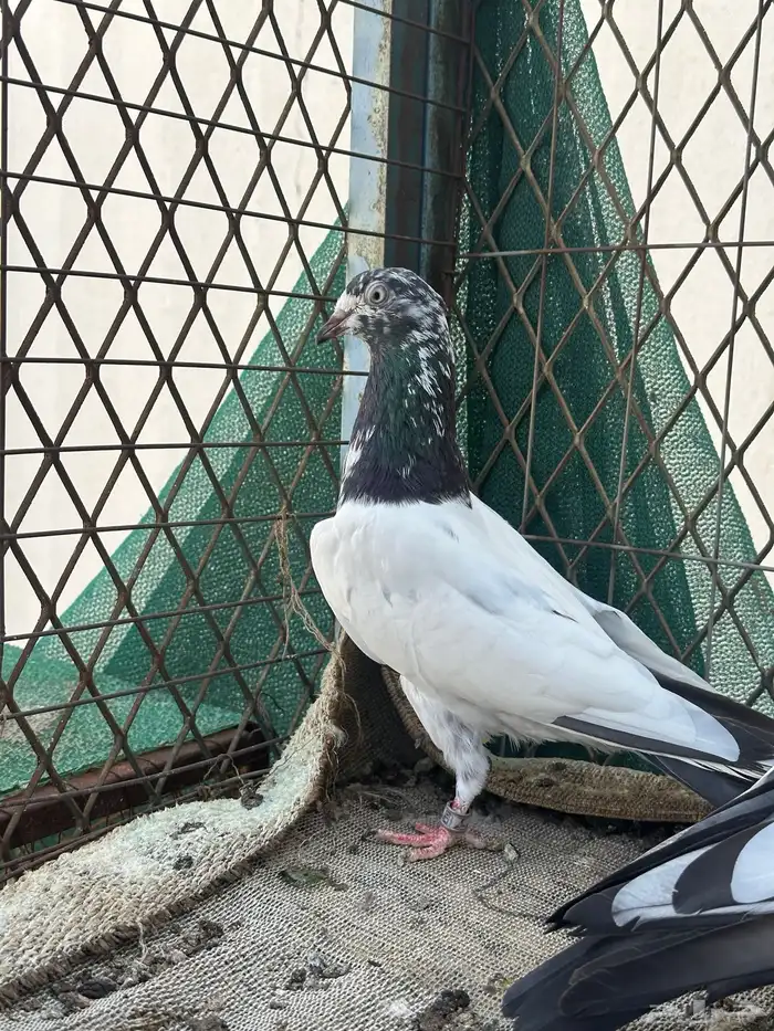 جوز تيدي 5