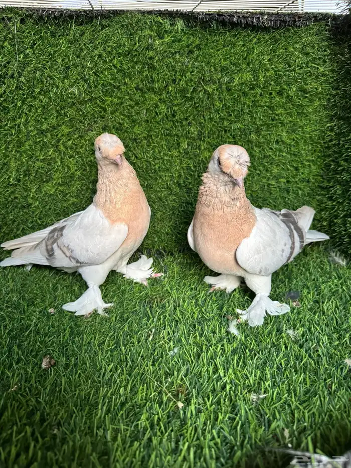 جوز تركي ارفلي 3