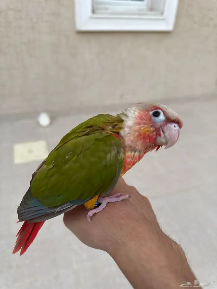 كنيور اناناس 2