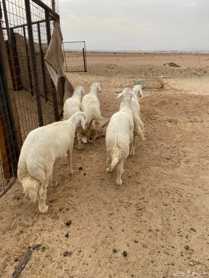 طليان ذبايح ضيوف وثلاجة مع ذبح وتوصيل. 12