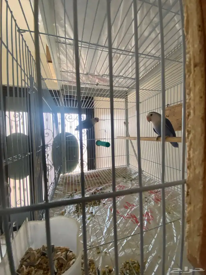 زوج روز جاهز للإنتاج 1