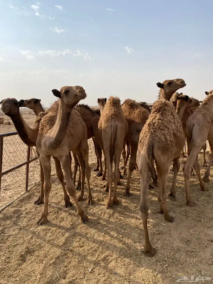 للبيع حشو بريه 4