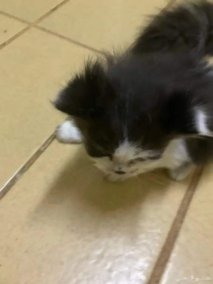 قطط صغيرة شيرازي للتبني و تحتاج علاج 23