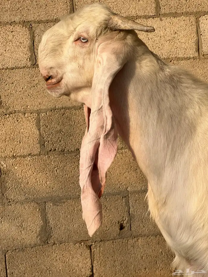 تيس مطور ابيض خصم 0