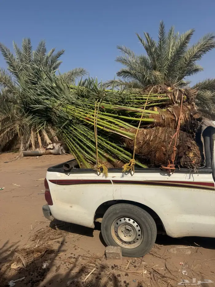 نخيل لبيع 3