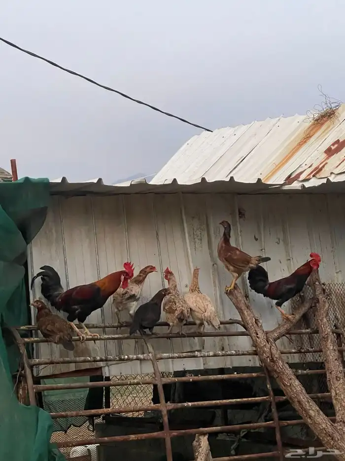 للبيع مراح دجاج كلها ب الف ريال بس 1