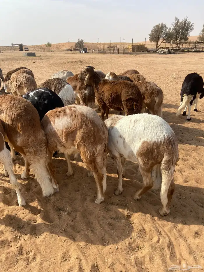 سواكن جذعان طيبه 0