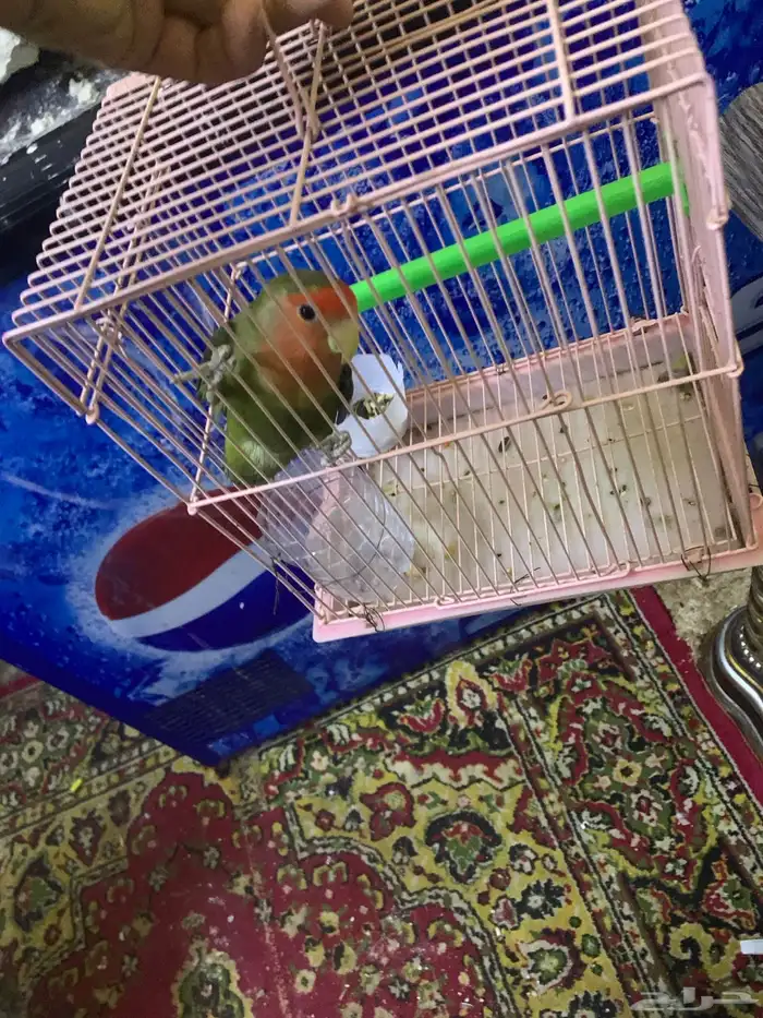 عندي انتا روز جهز 4