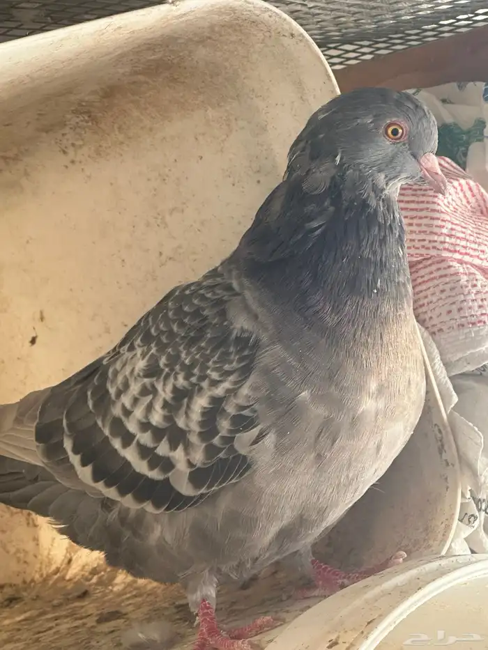 تم البيع 7