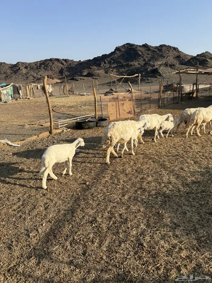 للبيع ضان ولد حبص 7