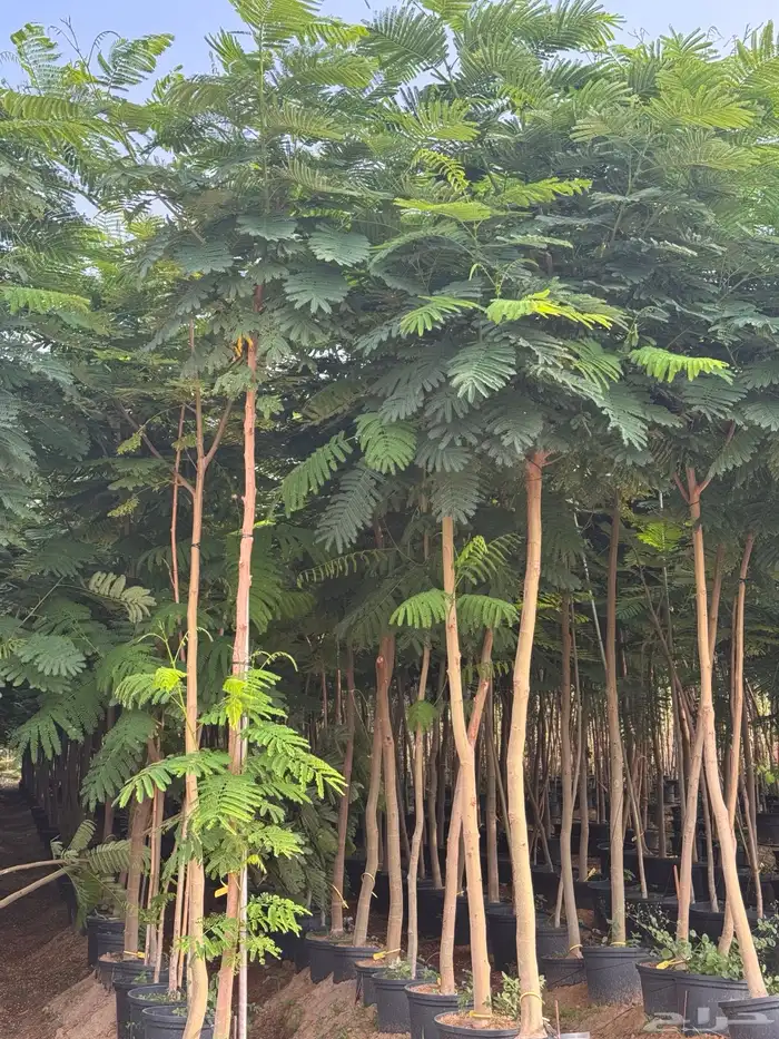 ترمناليا نيم لبخ بونسيانا استركوليا دومبيا حمضيات عطريات 17