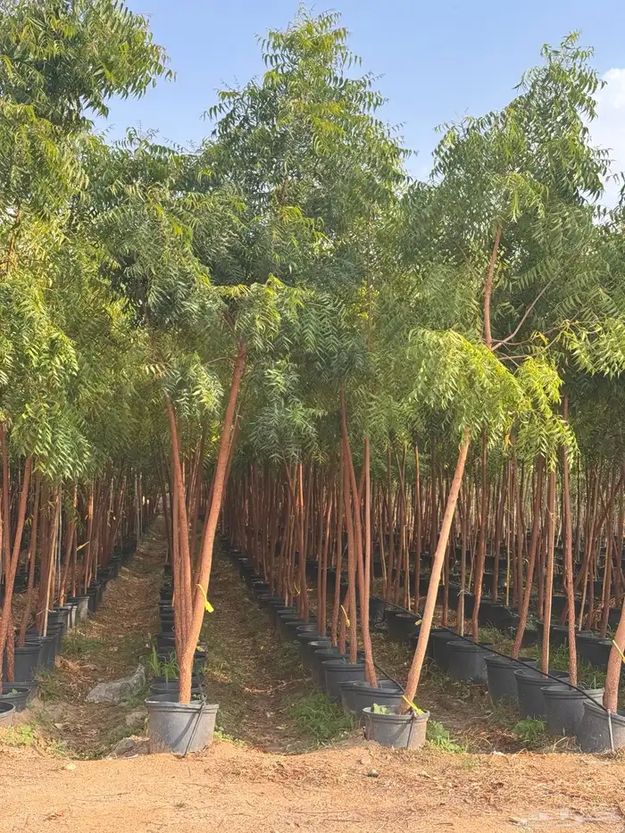 ترمناليا نيم لبخ بونسيانا استركوليا دومبيا حمضيات عطريات 21