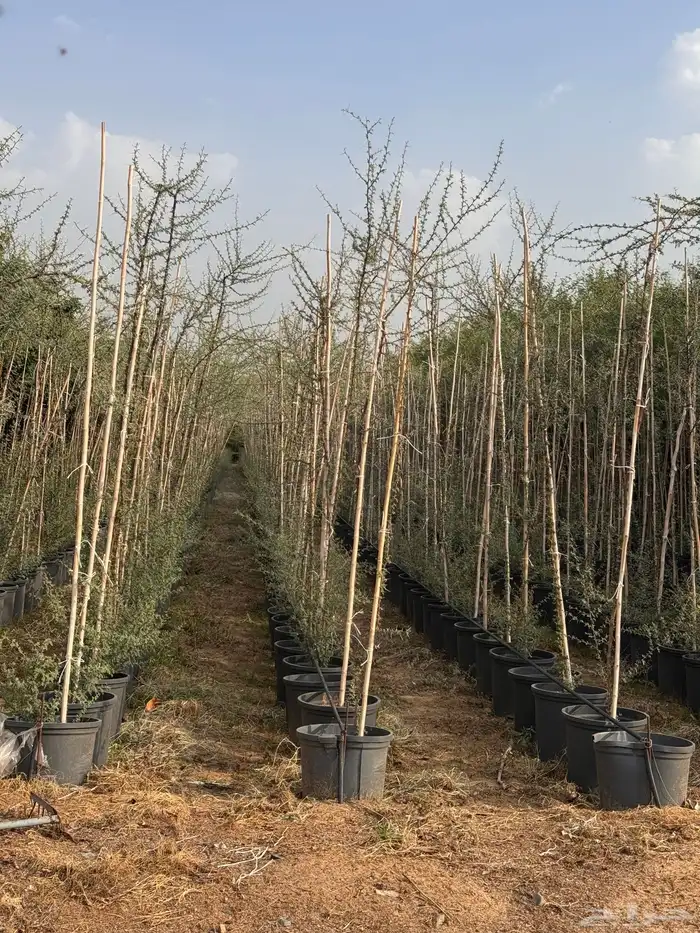 ترمناليا نيم لبخ بونسيانا استركوليا دومبيا حمضيات عطريات 19