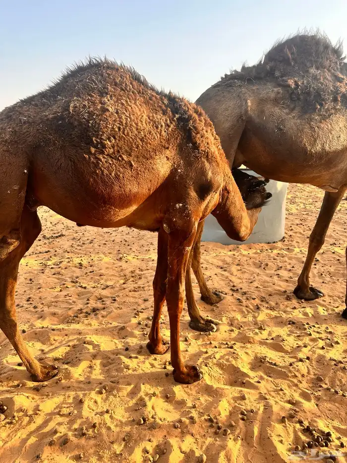 2 قعدان لبانيه فل الفل 0