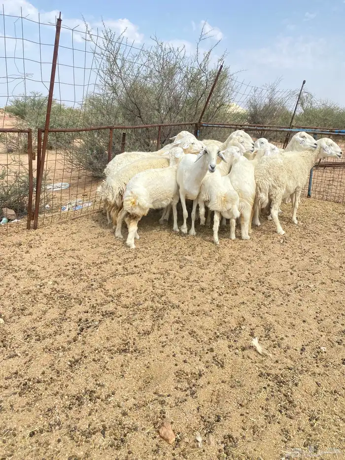 خلفات طيبه 6