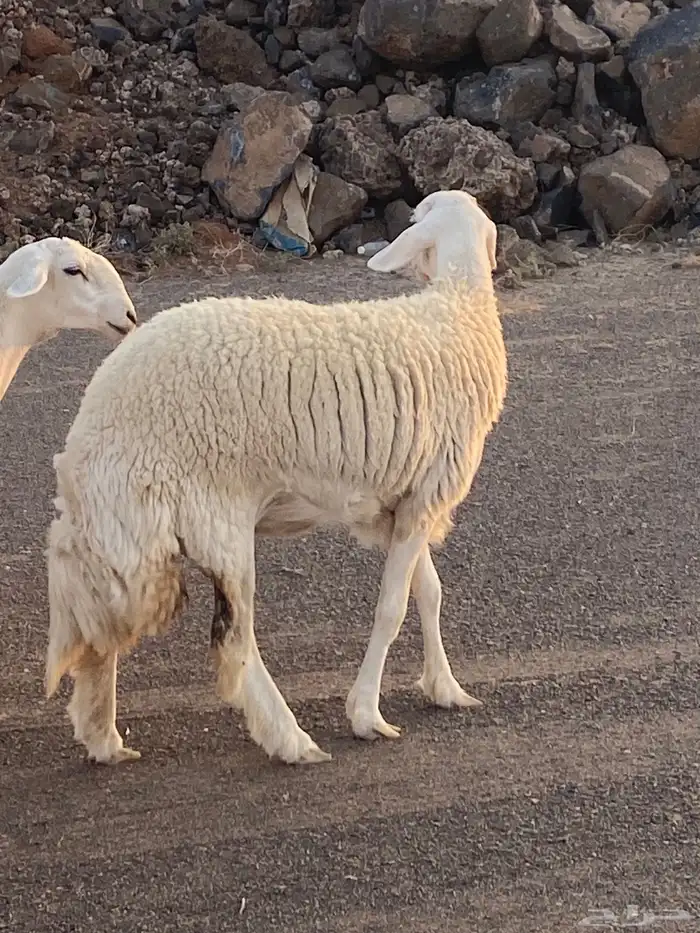 عرض مراح الغاليات 3