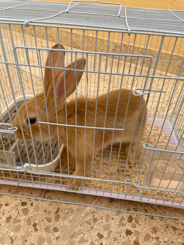 أرنب نذا لاند هولندي القزم 0