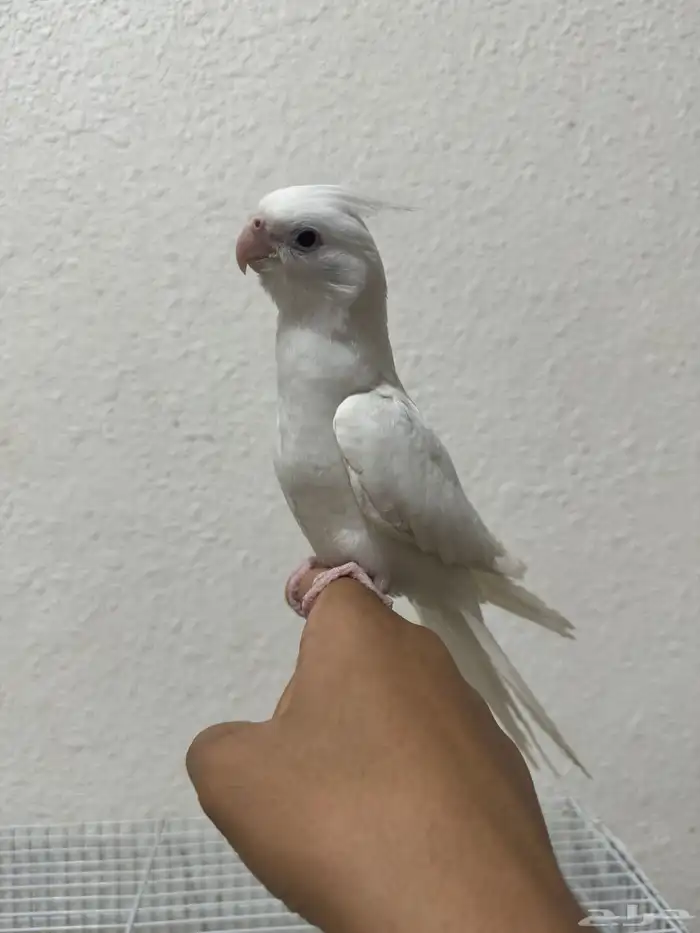 كروان البينو ( تمم البيع ) 0