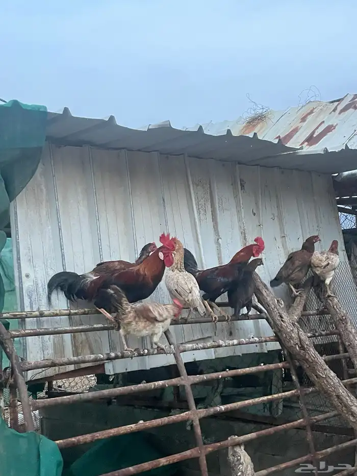 للبيع مراح دجاج كلها ب الف ريال بس 3
