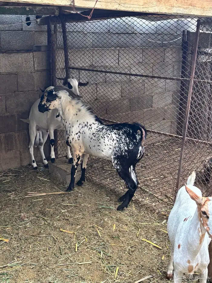 فحل بيشي ( بيش) 3