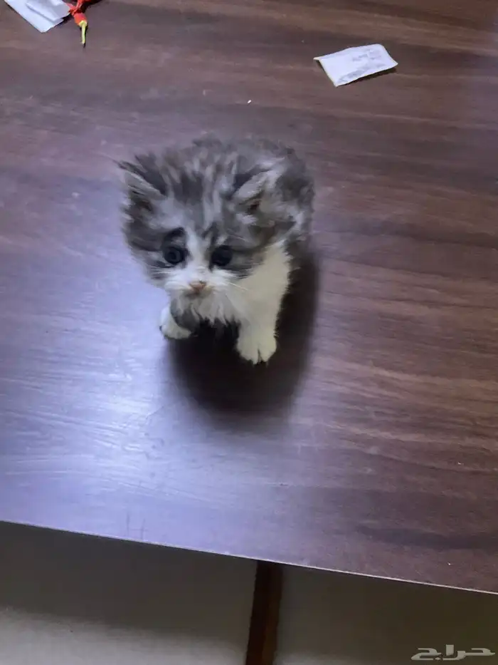 قطط صغيرة شيرازي للتبني و تحتاج علاج 20