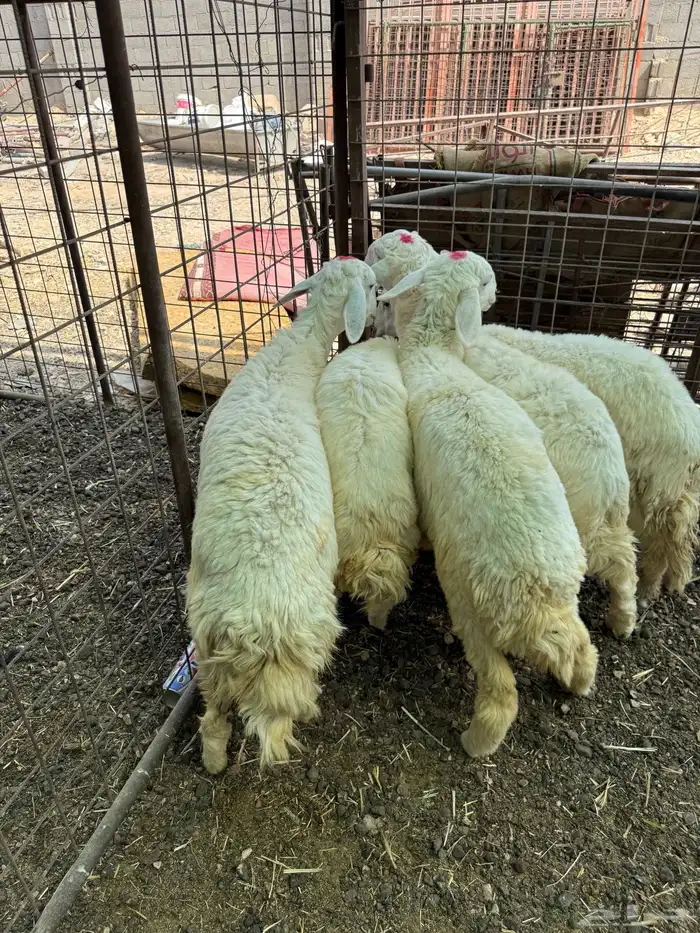 ذبايح - بهم - حري تم البيع 0