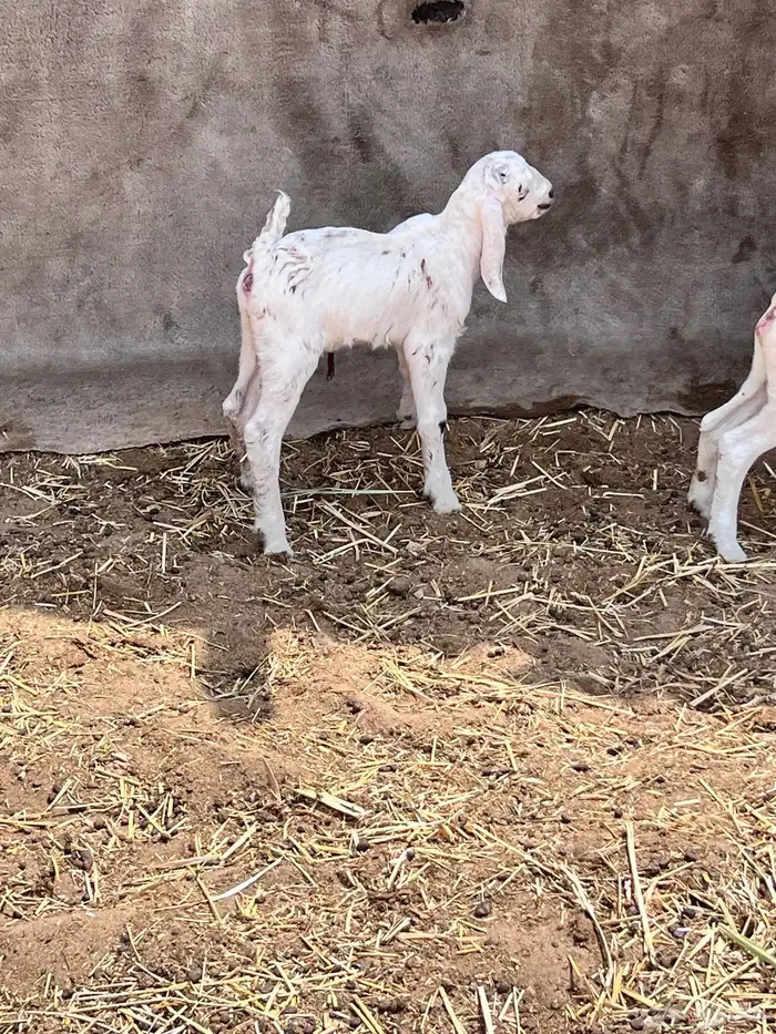 عنز صنف الصف متبوعه بثلاثه 1