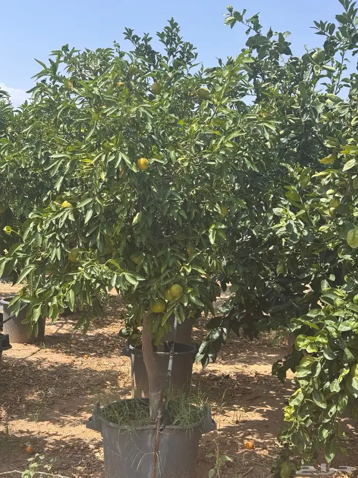 ترمناليا نيم لبخ بونسيانا استركوليا دومبيا حمضيات عطريات 4