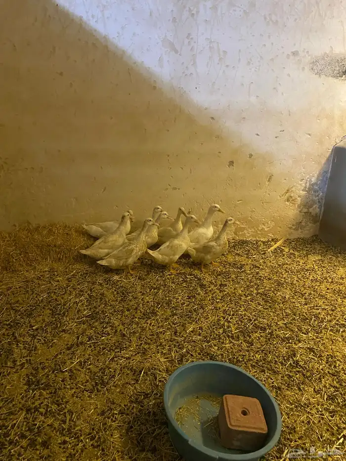 للبيع 7حبات بط بكيني 2