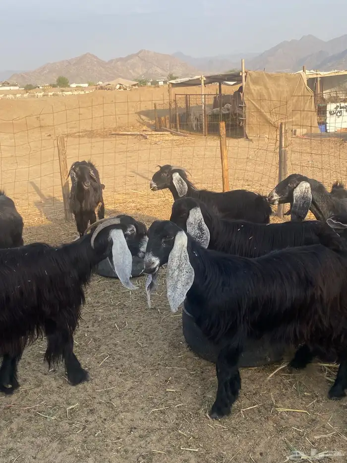 معزا عوارض دفيع تم البيع 1