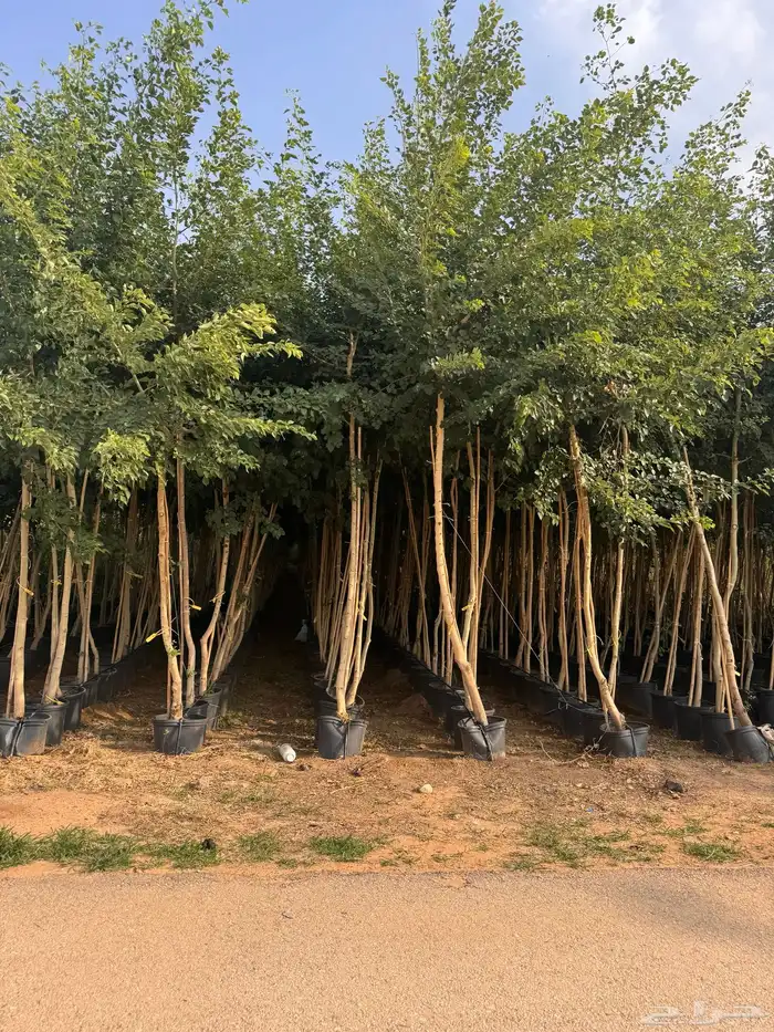 ترمناليا نيم لبخ بونسيانا استركوليا دومبيا حمضيات عطريات 25