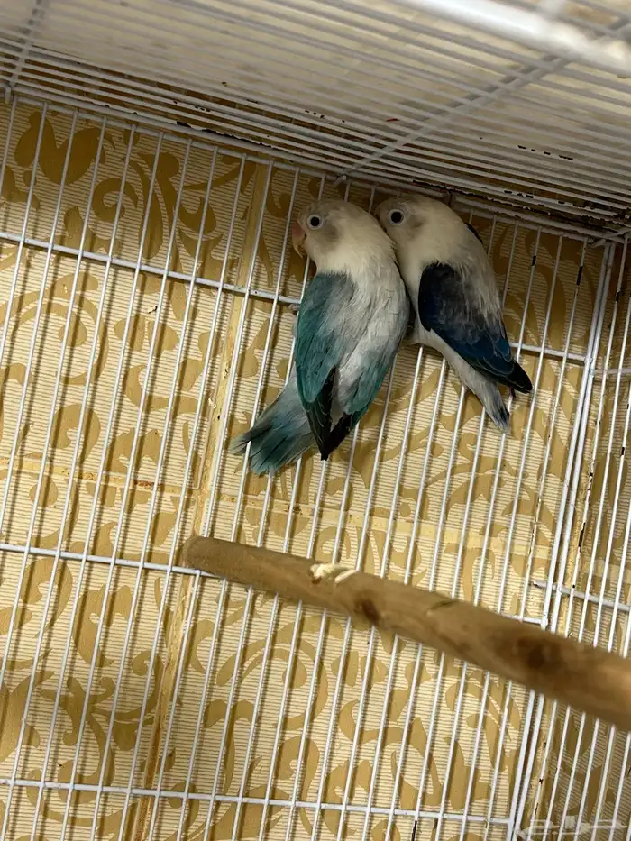 جوز فيشر أيونيج 2